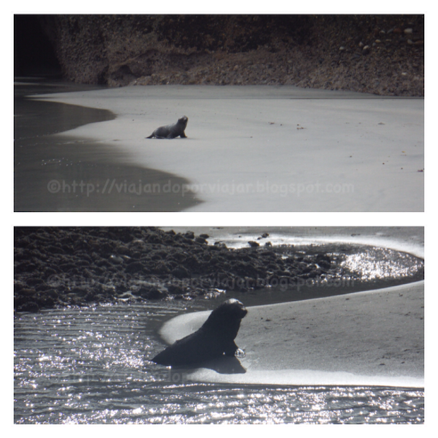 Focas en playa Wharariki