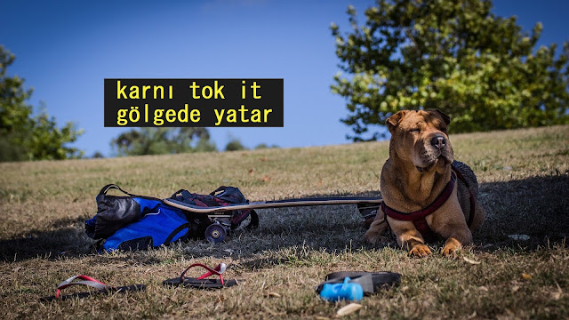 karnı tok it gölgede yatar