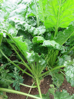 Sugar beet