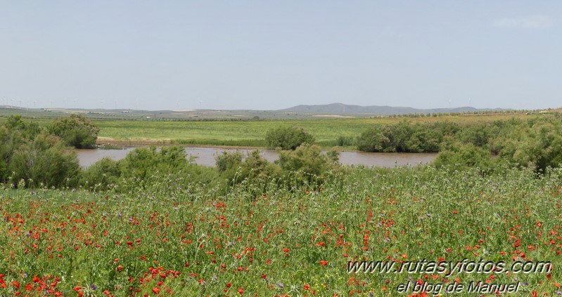 Laguna de Fuente de Piedra y Lagunas de Campillos