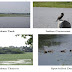 Suchindram Theroor Wetland Complex Facts in Brief 