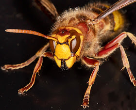 Hornet, Vespa crabro.  West Wickham Common light trap, 11 September 2015