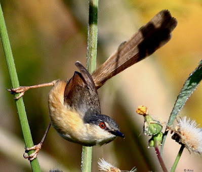 "Ashy Prinia - Prinia socialis. resident, searching for grubs."