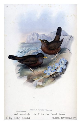 Melro-Vinho-da-Ilha de Lord Howe (Turdus poliocephalus vinitinctus)