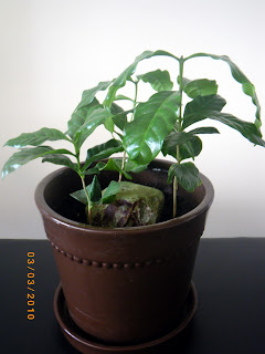 Coffea Arabica Plants in March 2010