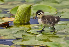 Funny animals of the week - 21 February 2014 (40 pics), baby duck walks on lotus