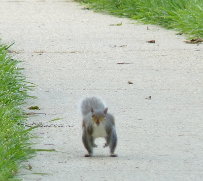 squirrel running down sidewalk