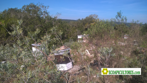 Miel pura y natural sin glifosato ECOAPI, Apiario Piedras en la Cima