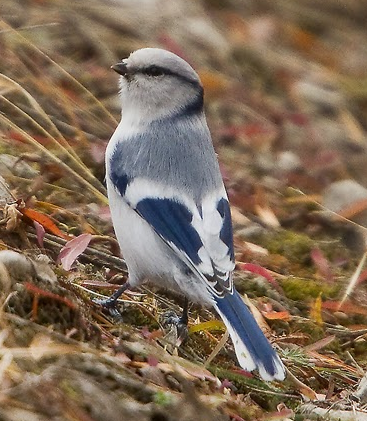 Azure tit bird song mp3