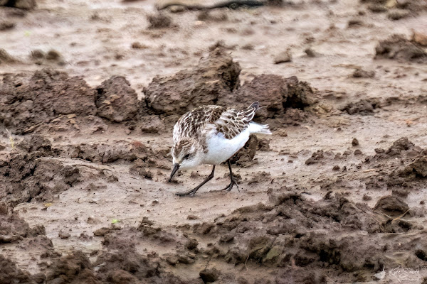 Little stint