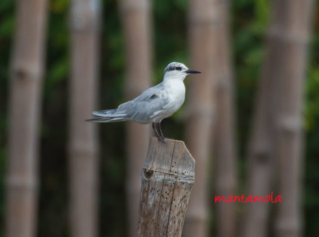 Whiskered Tern (Chlidonias hybridus)