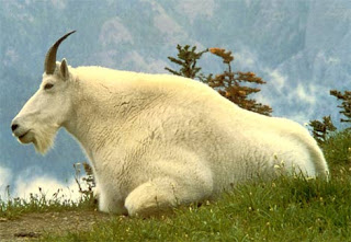 Beautiful Goats Pictures