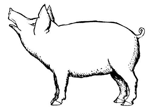 Pig