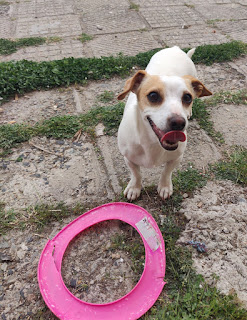 Thelma happy to have destroyed the Frisbee