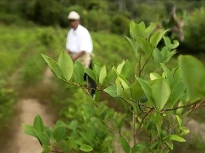 La coca en Bolivia