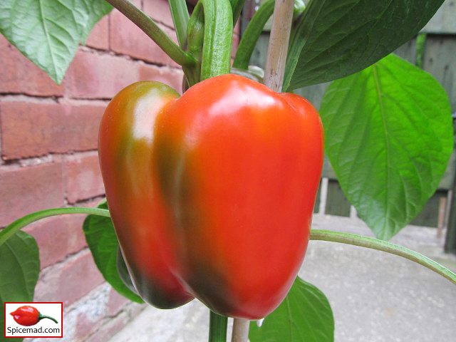 Bell Pepper - 11th August 2021