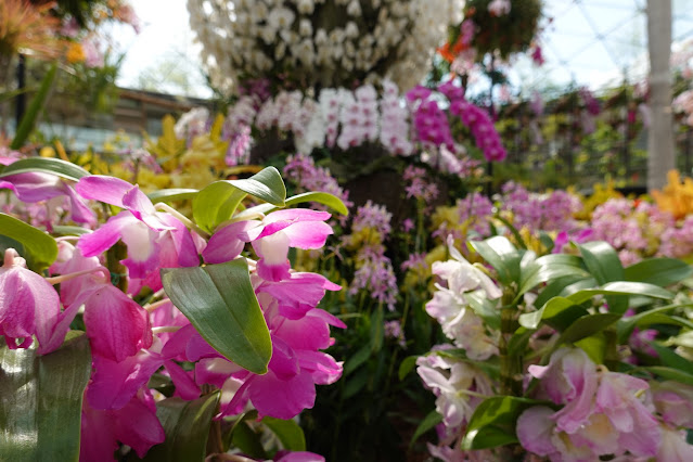 鳥取県西伯郡南部町鶴田 とっとり花回廊 フラワードーム らん祭り
