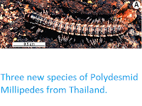 https://sciencythoughts.blogspot.com/2015/01/three-new-species-of-polydesmid.html