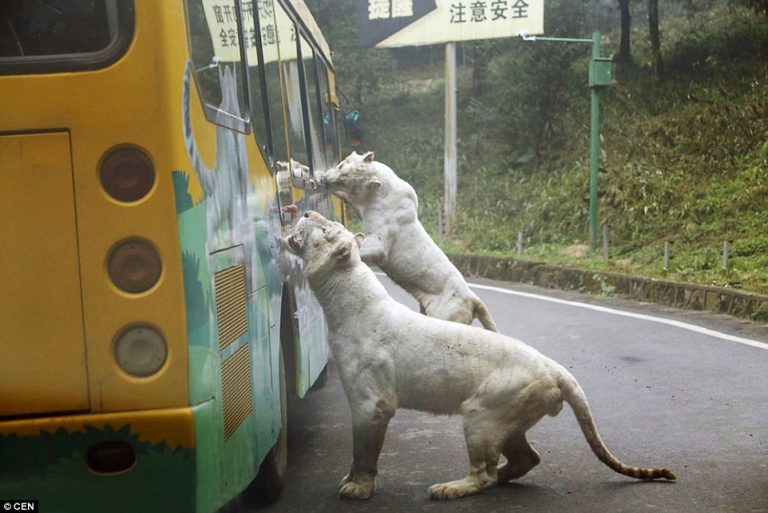 In This Zoo, Animals Roam Freely While Humans Are Caged