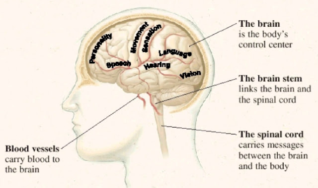 Brain Function Map4