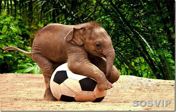 Animais humor engracado funny animals.jpg (10)