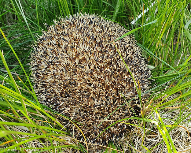 A sleeping hedgehog