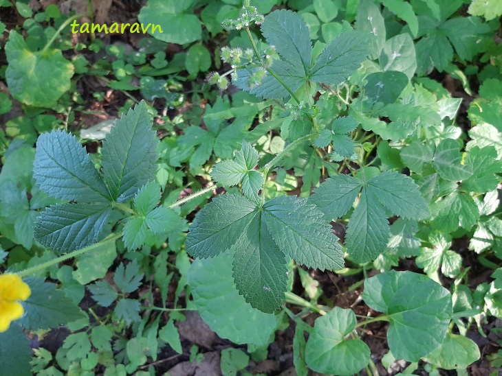 Лапчатка криптотениевая (Potentilla cryptotaeniae)