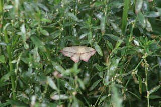 Blood-vein Moth