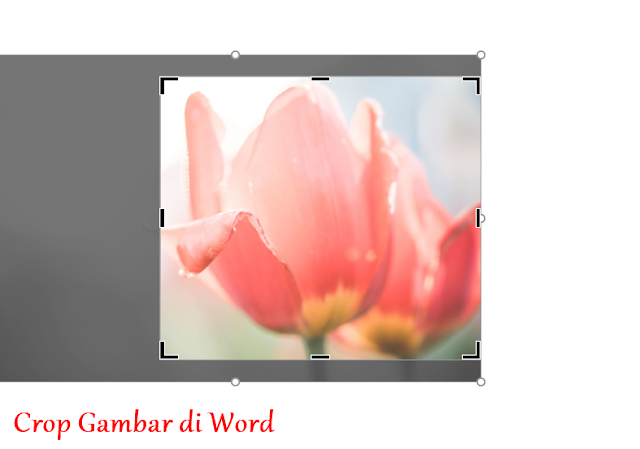 cara crop gambar di microsoft word