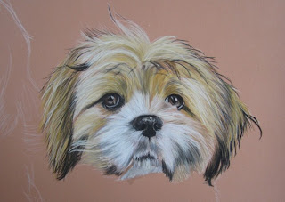 pastel lhassa apso