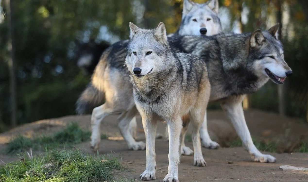 Os lobos mutantes de Chernobyl desenvolveram resistência ao câncer.