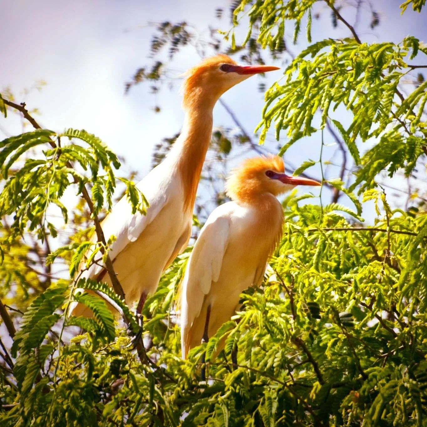Sân chim Vàm Hồ nằm bên hữu ngạn sông Ba Lai, trên Cù Lao Lá thuộc xã Mỹ Hòa, huyện Ba Tri, Bến Tre