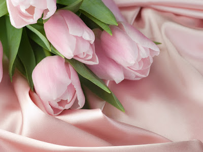 fotografias de tulipanes rosa pastel