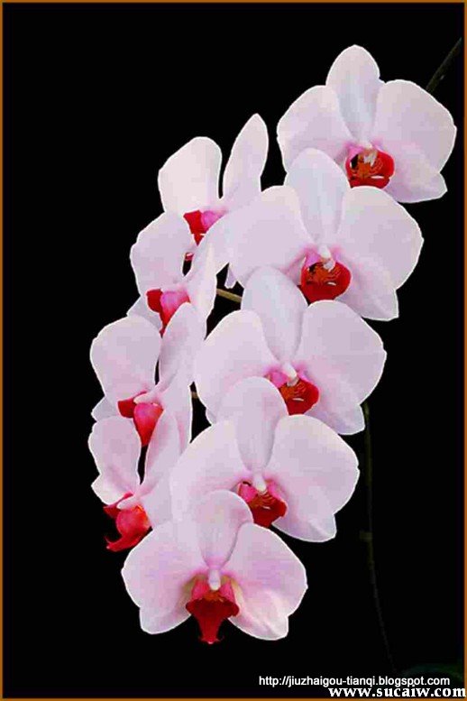 兰花 花:lanhua-09020512144879