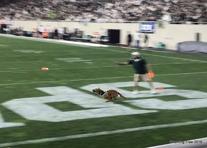 Frisbee-catching Sparty Dog