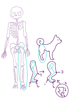 ossos dos cães