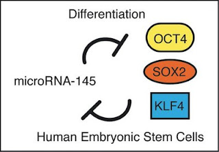 Control of pluripotency of human embryonic stem cells.