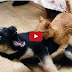 Katzen und Hunde streiten um Ihr Schlafplatz….wer gewinnt wohl!!!