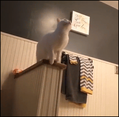 Crazy Cat GIF • Ninja cat jumps like spidercat, lands on the top of a bathroom bar and losses balance, haha