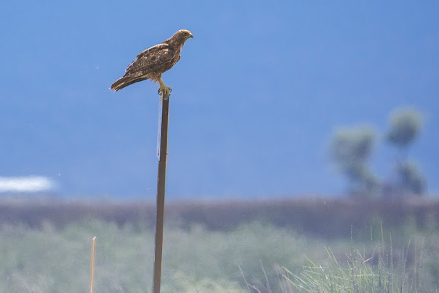 Red-tailed Hawk, hawk, raptor, birds, birding, birdwatching, nature, photography