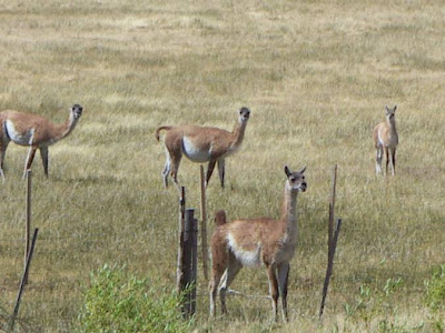 guanaco in Chubut