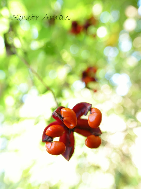 Euonymus oxyphyllus