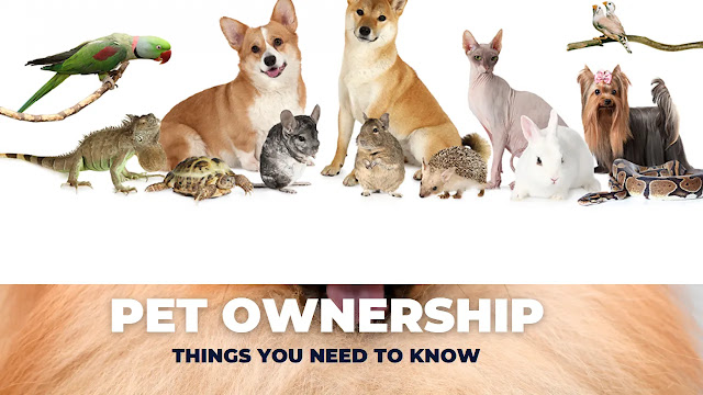 Pet Ownership: Things You Need to Know