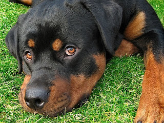 rottweiler dog puppt puppies animal pets picture