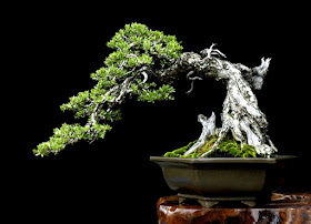 bonsai santigi