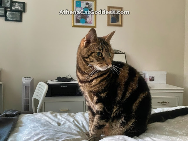 tabby cat on the bed