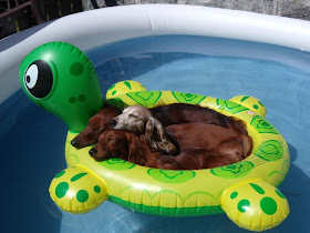 funny animals of the week, three dogs having good time on pool