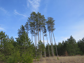 tall red pines