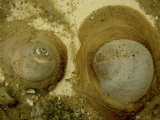 Northern moon snail (Euspira heros) in fish tank