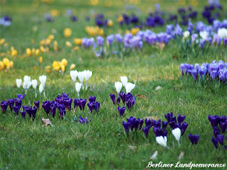 Krokusse im Britzer Garten